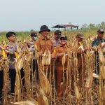 Dukung Swasembada Pangan, Unsur Muspika Muara Muntai Hadiri Panen Raya Jagung Serentak di Desa Kayu Batu